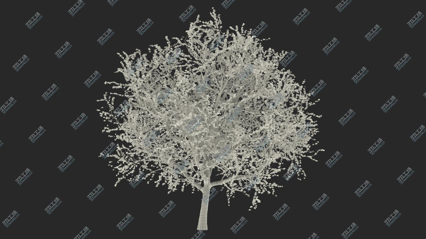 images/goods_img/2021040161/3D model Flowering Cherry Tree/3.jpg